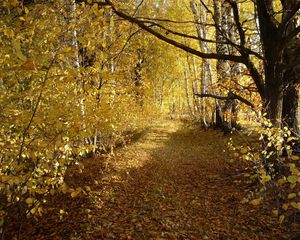 Preview wallpaper wood, trees, leaf fall, autumn, birches