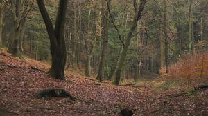 Preview wallpaper wood, trees, leaves, solitude