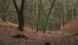 Preview wallpaper wood, trees, leaves, solitude