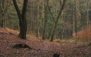 Preview wallpaper wood, trees, leaves, solitude