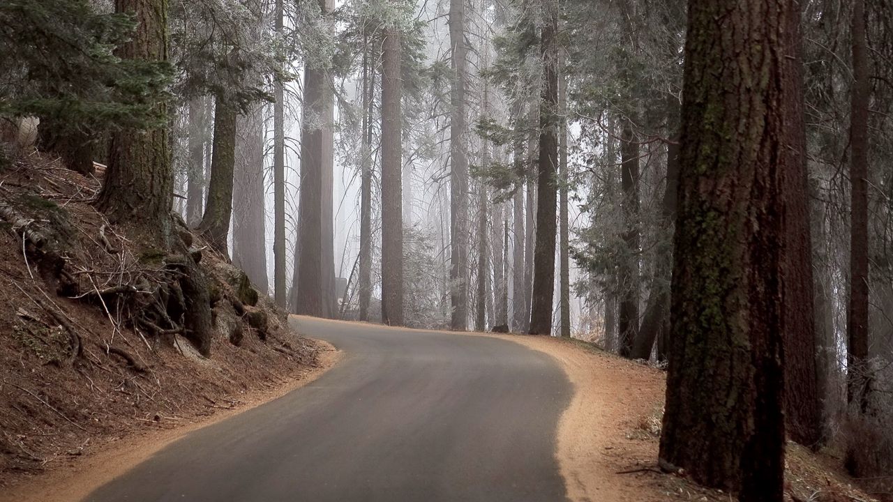 Wallpaper wood, trees, mighty, fog, lifting, turn
