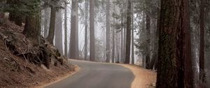 Preview wallpaper wood, trees, mighty, fog, lifting, turn