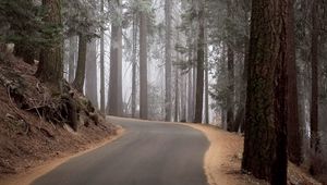 Preview wallpaper wood, trees, mighty, fog, lifting, turn