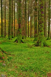 Preview wallpaper wood, trees, moss, green, track, stones