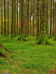 Preview wallpaper wood, trees, moss, green, track, stones