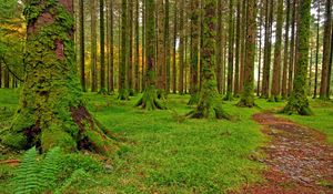 Preview wallpaper wood, trees, moss, green, track, stones