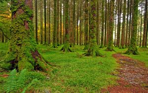 Preview wallpaper wood, trees, moss, green, track, stones