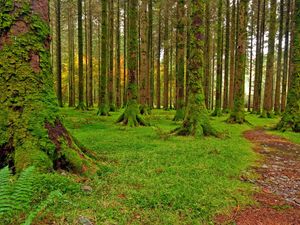 Preview wallpaper wood, trees, moss, green, track, stones