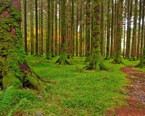 Preview wallpaper wood, trees, moss, green, track, stones