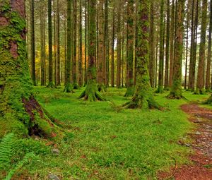 Preview wallpaper wood, trees, moss, green, track, stones