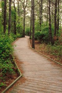 Preview wallpaper wood, trees, path, track