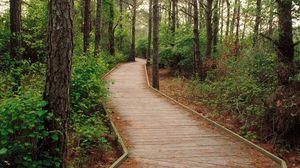 Preview wallpaper wood, trees, path, track