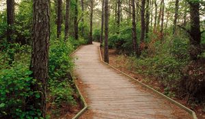 Preview wallpaper wood, trees, path, track