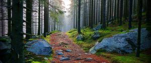 Preview wallpaper wood, trees, path, stones, branches, boughs, haze, moss, dampness