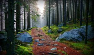 Preview wallpaper wood, trees, path, stones, branches, boughs, haze, moss, dampness