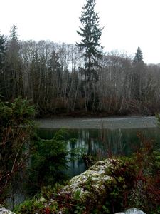 Preview wallpaper wood, trees, pond, gloomy, grew