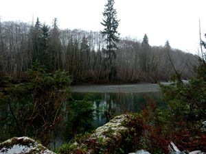 Preview wallpaper wood, trees, pond, gloomy, grew