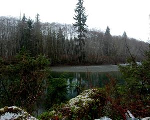 Preview wallpaper wood, trees, pond, gloomy, grew