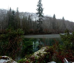 Preview wallpaper wood, trees, pond, gloomy, grew