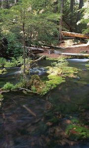 Preview wallpaper wood, trees, river, moss, current