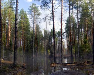 Preview wallpaper wood, trees, spring, flood