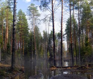 Preview wallpaper wood, trees, spring, flood