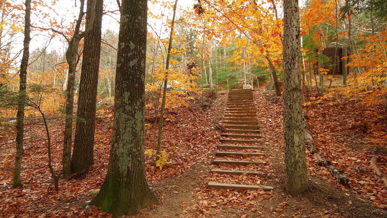 Wallpaper wood, trees, steps, autumn, descent, leaves