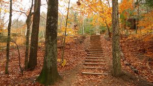 Preview wallpaper wood, trees, steps, autumn, descent, leaves