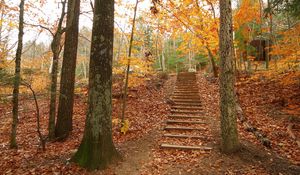 Preview wallpaper wood, trees, steps, autumn, descent, leaves