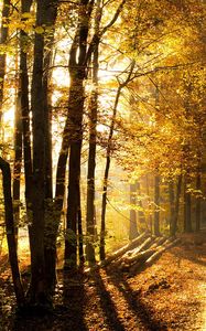 Preview wallpaper wood, trees, sunlight, road, logs