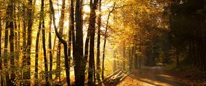 Preview wallpaper wood, trees, sunlight, road, logs