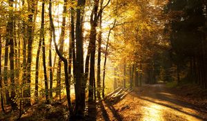 Preview wallpaper wood, trees, sunlight, road, logs