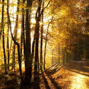 Preview wallpaper wood, trees, sunlight, road, logs