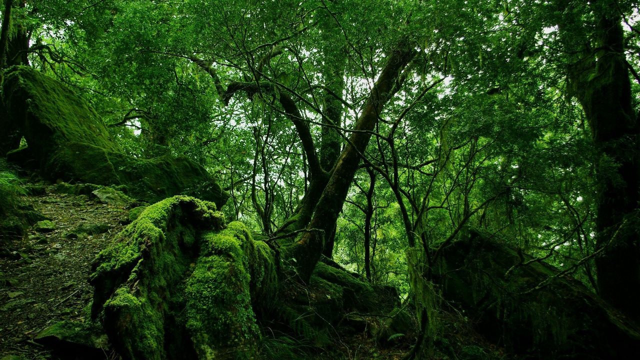 Wallpaper wood, trees, thickets, green, moss, vegetation, bushes, stones, leaves