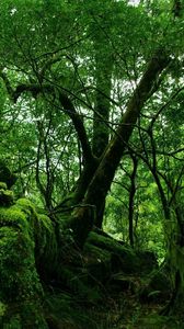 Preview wallpaper wood, trees, thickets, green, moss, vegetation, bushes, stones, leaves