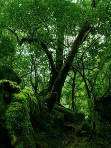 Preview wallpaper wood, trees, thickets, green, moss, vegetation, bushes, stones, leaves