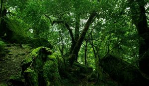 Preview wallpaper wood, trees, thickets, green, moss, vegetation, bushes, stones, leaves