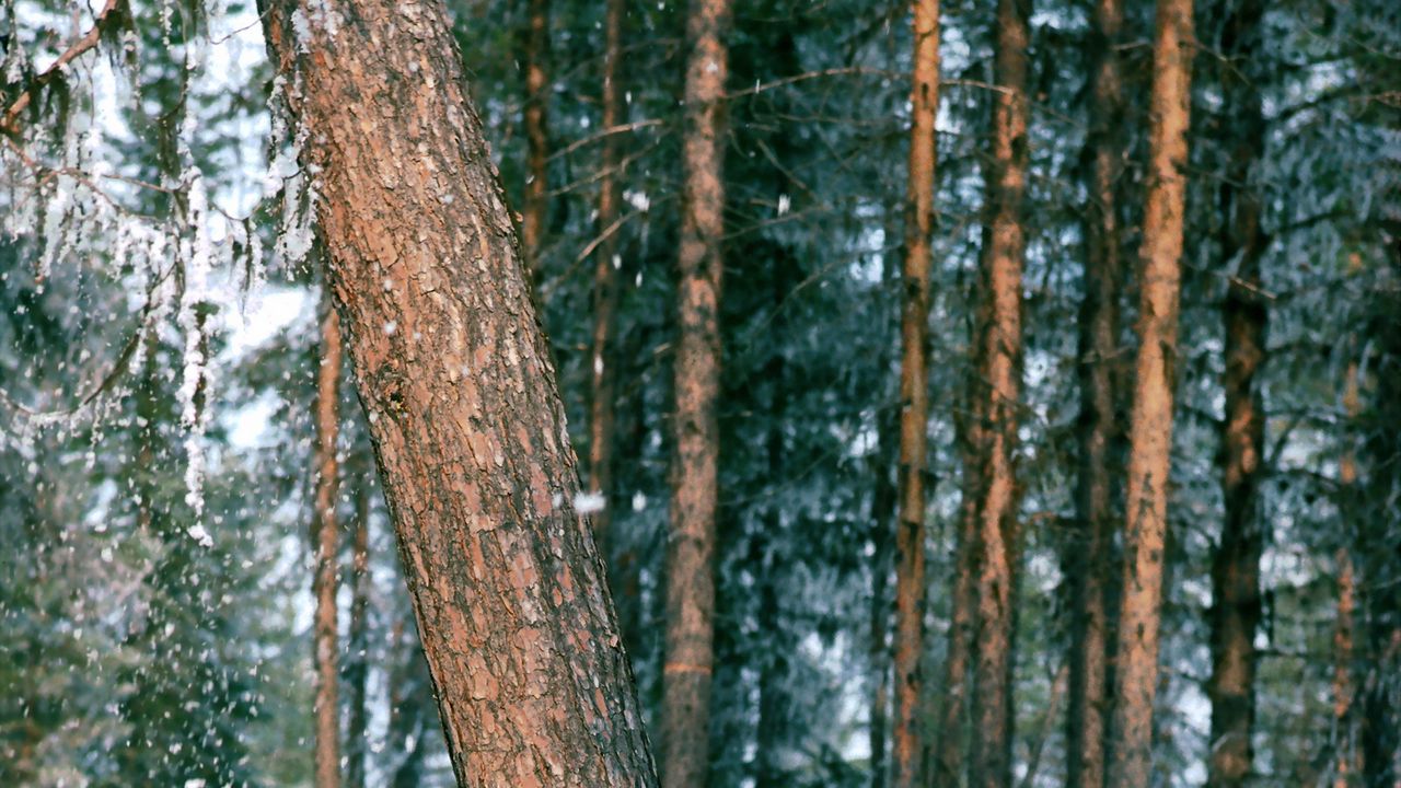 Wallpaper wood, trees, trunk, snow