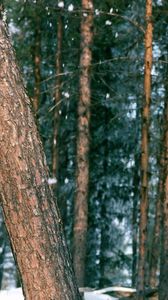 Preview wallpaper wood, trees, trunk, snow