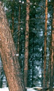 Preview wallpaper wood, trees, trunk, snow