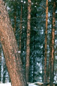 Preview wallpaper wood, trees, trunk, snow