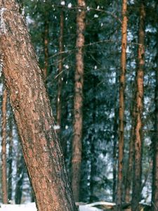 Preview wallpaper wood, trees, trunk, snow