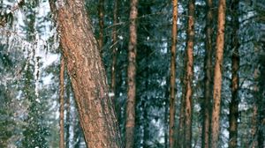 Preview wallpaper wood, trees, trunk, snow