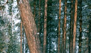 Preview wallpaper wood, trees, trunk, snow