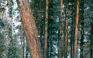 Preview wallpaper wood, trees, trunk, snow