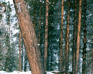 Preview wallpaper wood, trees, trunk, snow