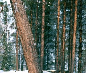 Preview wallpaper wood, trees, trunk, snow