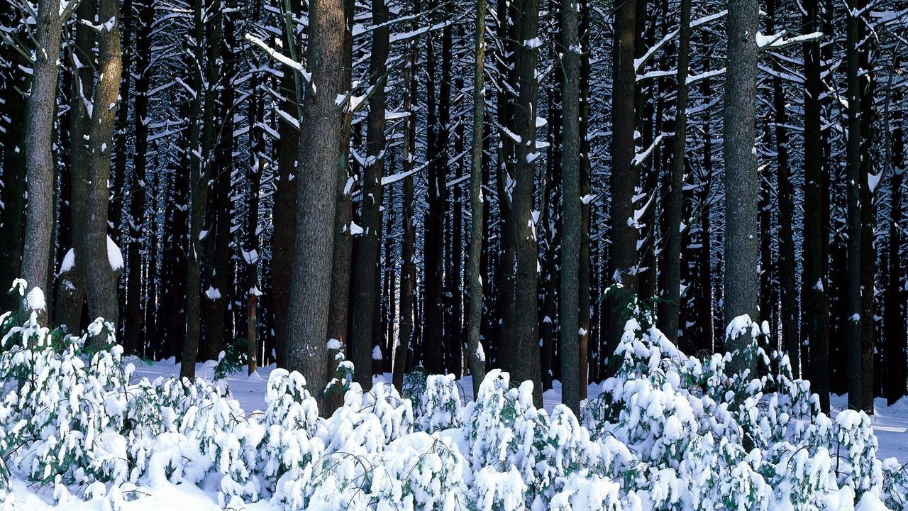 Wallpaper wood, trees, trunks, bushes, snowdrifts