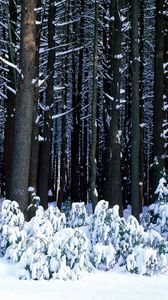 Preview wallpaper wood, trees, trunks, bushes, snowdrifts