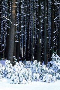 Preview wallpaper wood, trees, trunks, bushes, snowdrifts